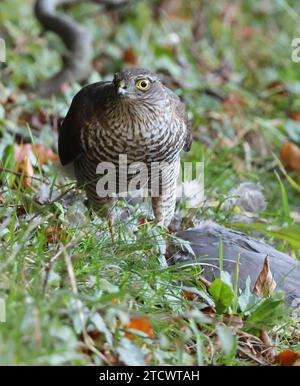 Une femelle Sparrowhawk (Accipiter nisus) sur un pigeon voyageur Banque D'Images