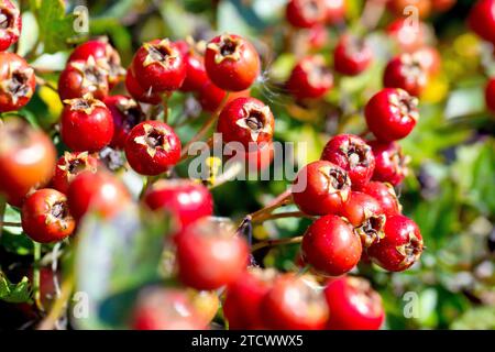 Aubépine, Whitethorn ou arbre de mai (crataegus monogyna), gros plan montrant une grappe de baies rouges ou de merlu sur l'arbuste à la fin de l'été. Banque D'Images