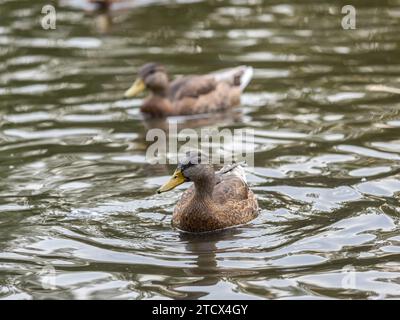 Le canard nabon dans l'étang sous la pluie. Portrait d'une femelle de canard sur l'eau. Mallard, lat. Anas platyrhynchos, femme Banque D'Images