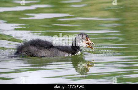 Poussin eurasien plus âgé (Fulica atra) nageant dans l'eau verte Banque D'Images