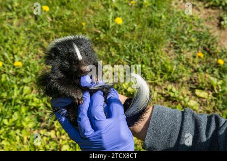 Un agent de contrôle des animaux inspectant une trousse de mouffettes rayées pour y déceler une maladie ou une blessure. Banque D'Images