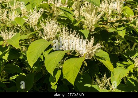 Knotweed japonais envahissant - Reynoutria japonica Banque D'Images