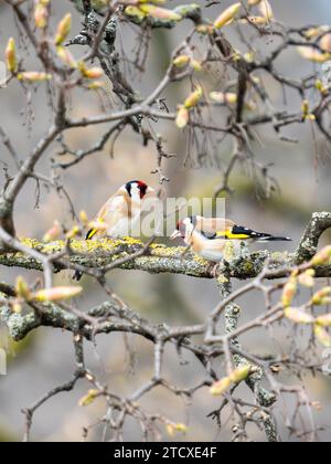 Deux Goldfinch reposant sur une branche Banque D'Images