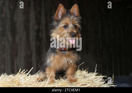 Terrier australien assis sur une balle de foin contre un mur de grange. Banque D'Images