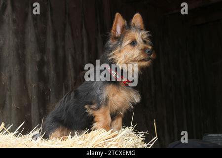 Terrier australien assis sur une balle de foin contre un mur de grange. Banque D'Images