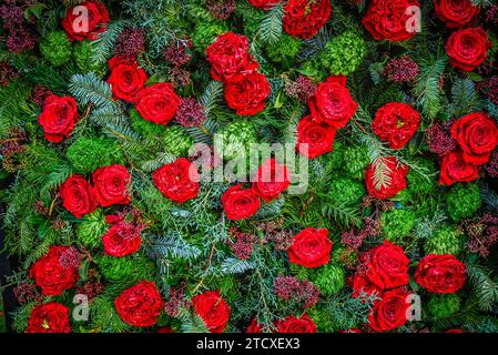 roses rouges Banque D'Images