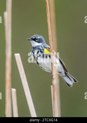 Une Paruline jaune mâle ( Setophaga coronata ) s'accroche à un roseau au bord d'un marais pendant la migration printanière. Banque D'Images