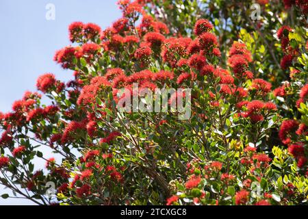 Arbre de rata du sud en pleine floraison. Southern Rata est originaire de Nouvelle-Zélande. Banque D'Images