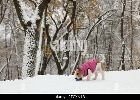 Mignon Jack Russell Terrier jouant avec la balle de jouet dans le parc enneigé Banque D'Images