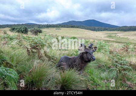 Un cerf de sambar se trouve parmi les prairies du parc national de Horton Plains au Sri Lanka. Banque D'Images