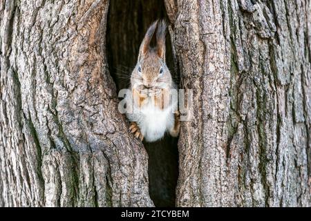 drôle d'écureuil rouge assis dans un grand arbre creux et mange une noix. Banque D'Images