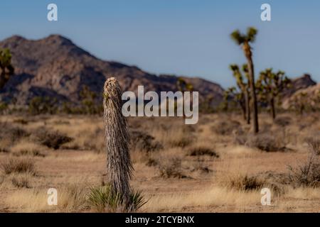 Yuccas unique, Joshua Tree dans le désert du parc national de Joshua Tree, près de Twentynine Palms, Californie Banque D'Images