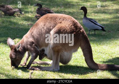 Le kangaroo-Island Kangourou a un corps brun avec un blanc sous le ventre. Ils ont aussi des pieds et des pattes noires Banque D'Images