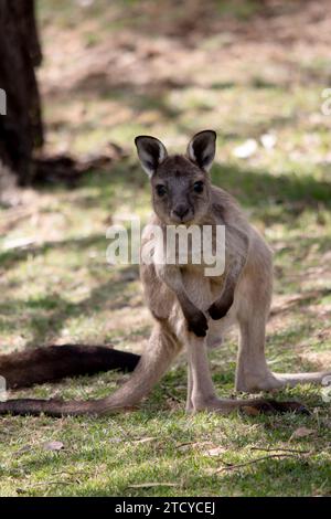 Le kangaroo-Island Kangaroo joey a un corps brun clair avec un blanc sous le ventre. Ils ont aussi des pieds et des pattes noires Banque D'Images