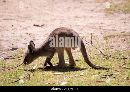 Le kangaroo-Island Kangaroo joey a un corps brun clair avec un blanc sous le ventre. Ils ont aussi des pieds et des pattes noires Banque D'Images