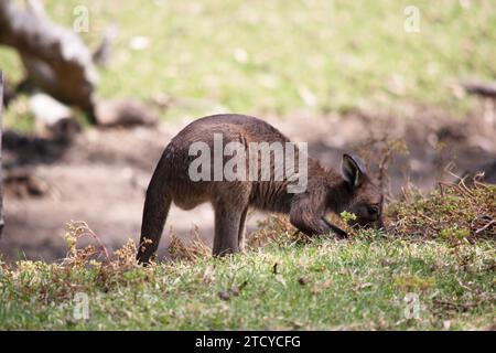 Le kangaroo-Island Kangaroo joey a un corps brun avec un blanc sous le ventre. Ils ont aussi des pieds et des pattes noires Banque D'Images