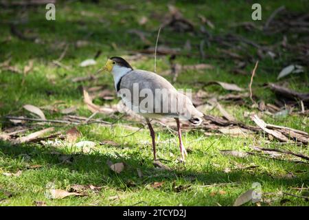 Le lapin masqué est principalement blanc en dessous, avec des ailes brunes et le dos et une couronne noire. Les oiseaux ont de grandes puissances jaunes couvrant le visage, Banque D'Images