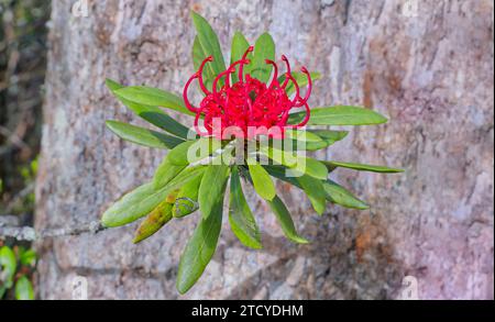 Image rapprochée de la fleur rouge de Telopea truncata Tasmanian Waratah contre le tronc d'arbre à Collins Bonnet, Mount Wellington, Hobart, Tasmanie, Australie Banque D'Images