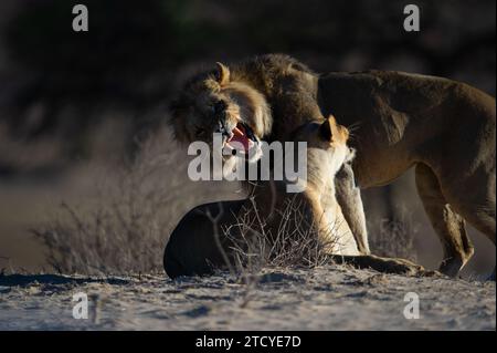 Lion (Panthera leo) Parc transfrontalier Kgalagadi, Afrique du Sud Banque D'Images