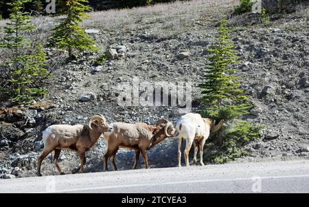 Trois moutons Bighorn sur le bord de la route - Parc national Jasper, Canada Banque D'Images