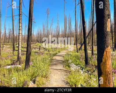 Un sentier serpente à travers une forêt brûlée en cours de rétablissement qui fleurit avec des fleurs sauvages au parc national des montagnes Rocheuses. Banque D'Images