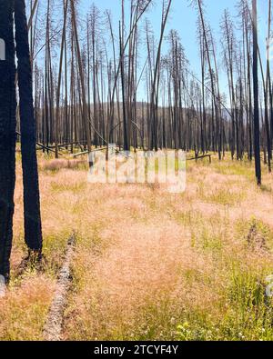 Des silhouettes d'arbres brûlés se dressent au-dessus de l'herbe neuve dans un parc national des montagnes Rocheuses en rétablissement. Banque D'Images