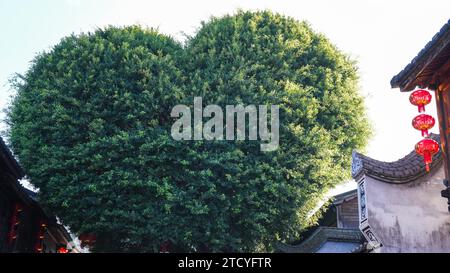 Un banian ressemblant à la forme d'un cœur à Sanfang Qixiang attire les touristes dans la ville de Fuzhou, dans la province du Fujian du sud-est de la Chine, le 14 décembre 2023. Banque D'Images
