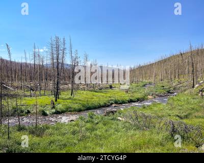 Un ruisseau de montagne serein coule à travers un paysage de renouveau, encadré par des arbres carbonisés et une nouvelle croissance dynamique dans le parc national des montagnes Rocheuses. Banque D'Images