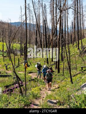 Les randonneurs aventureux parcourent un sentier entouré de nouvelles fleurs sauvages et des restes d'arbres carbonisés dans le parc national des montagnes Rocheuses. Banque D'Images