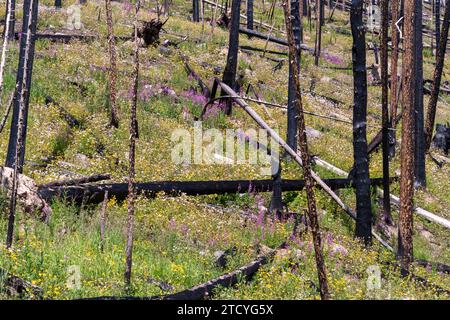 Une tapisserie de fleurs sauvages violettes et jaunes couvre la pente d'une forêt touchée par le feu dans le parc national des montagnes Rocheuses, un témoignage de l'écologie r Banque D'Images