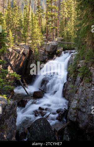 De doux rayons du soleil illuminent North Inlet Falls alors qu'elle traverse gracieusement une forêt de pins luxuriante dans le parc national des montagnes Rocheuses. Banque D'Images