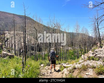 Un randonneur parcourt un sentier accidenté à travers un paysage de renouveau dans le parc national des montagnes Rocheuses. Banque D'Images