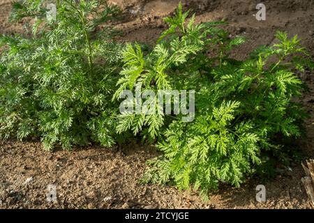 Herbe douce de culture fraîche (Artemisia annua, Sweet annie, armoise annuelle) dans le champ sauvage à Pékin, en Chine. Banque D'Images