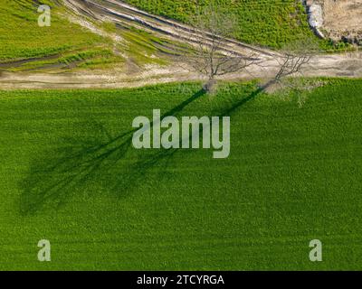 Capturée d'en haut, cette image représente un arbre unique jetant une longue ombre sur un patchwork de champs agricoles luxuriants. Le vert vif des cultures contraste nettement avec la terre brune des parcelles adjacentes non plantées. Les textures variées de la terre, de la douceur de la zone verte au terrain accidenté et sillonné à côté, racontent une histoire de culture et de croissance. Cette scène naturelle témoigne des saisons changeantes et du cycle permanent de l'agriculture. Ombre d'un arbre solitaire au-dessus de champs agricoles dynamiques. Photo de haute qualité Banque D'Images