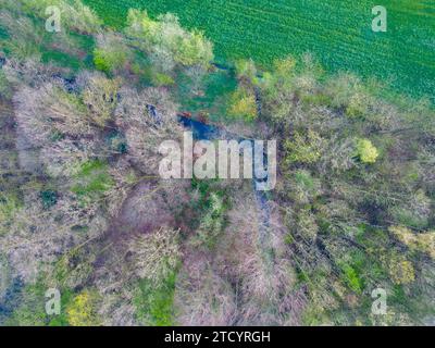 Cet instantané aérien révèle les premiers signes du printemps dans un paysage mixte, où s'entremêlent un patchwork de bois et de champs verdoyants. Un petit plan d'eau niché dans les arbres sert de joyau caché, reflétant le ciel au-dessus. La transition des branches stériles de l'hiver à la verdure naissante du printemps est capturée ici, avec certains arbres déjà vantant de jeunes feuilles, tandis que d'autres attendent le temps plus chaud. Les textures naturelles et les nuances variées de vert et de brun créent une riche tapisserie qui parle du renouvellement et de la croissance de la saison. Mosaïque aérienne de printemps de Woodland et FIE Banque D'Images