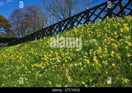 Bank of Cowslips, Primula Veris, dans le domaine de Hatfield House, Hertfordshire, Royaume-Uni Banque D'Images