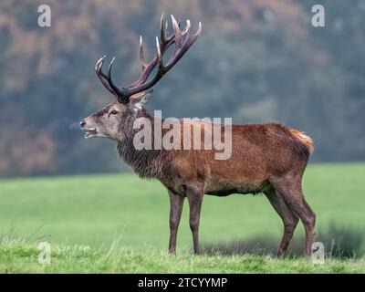 Red Deer Stag Banque D'Images