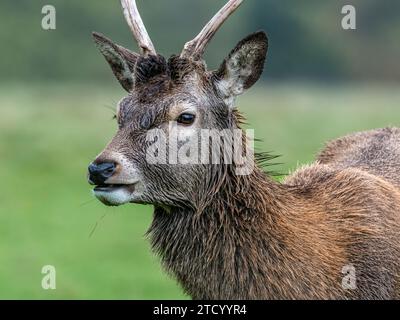 Jeune cerf rouge mâle Banque D'Images