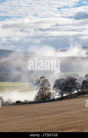 Silhouettes d'arbres dans la brume le long de la rivière Spey en novembre. Morayshire, Écosse Banque D'Images