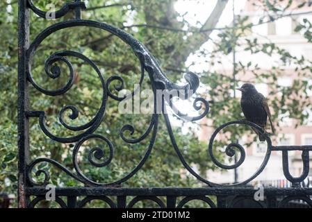 Détails et observation d'arbres et de ferronnerie à Soho Square au cœur de la ville de Londres Banque D'Images