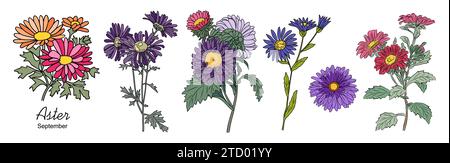 Ensemble d'Aster, vecteur de fleurs du mois de naissance de septembre. Illustration de Vecteur