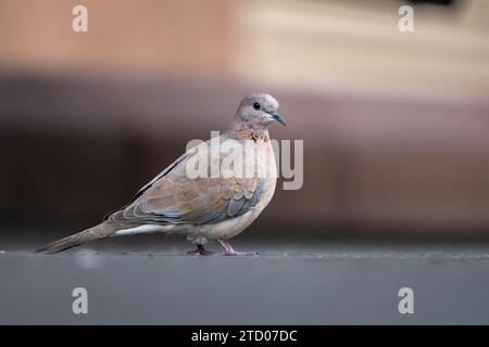 Colombe riante, Spilopelia senegalensis, dans la rue. Banque D'Images