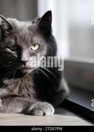 Chat bleu russe allongé dans la lumière qui coule à travers la fenêtre Banque D'Images