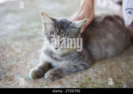 Gros plan d'un chat gris reposant sur un sol en ciment Banque D'Images