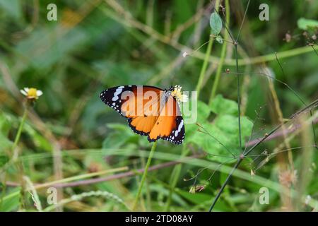 Belle Plain Tiger papillon ailes ouvertes sur fleur avec fond vert. Aussi connu sous le nom de monarque africain, danaus chrysippus Banque D'Images