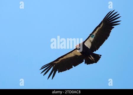 Condor californien californianus (Gymnogyps californianus), Soaring, USA, Californie Banque D'Images