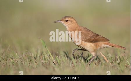 Rufous hornero (Furnarius rufus), marchant dans une prairie, Brésil Banque D'Images