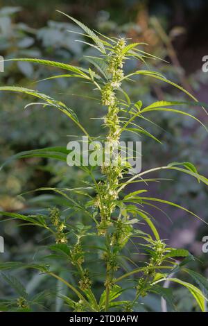 Chanvre indien, marijuana, mary jane (Cannabis sativa), plante mâle à fleurs Banque D'Images