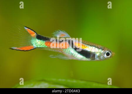 Endler's guppy, Endler's livebearer, Dovermolly (Poecilia wingei), homme Banque D'Images