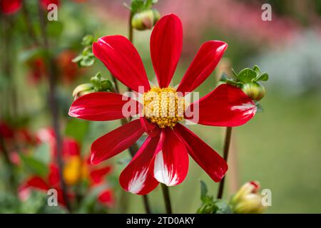 georgina (Dahlia x hortensis), fleur rouge de dahlia à fleur unique Banque D'Images